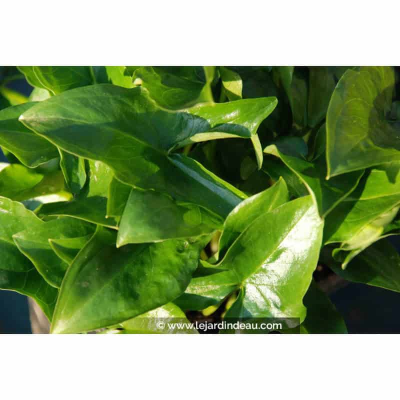 ARISARUM proboscideum ARISARUM proboscideum
