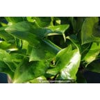 ARISARUM proboscideum ARISARUM proboscideum