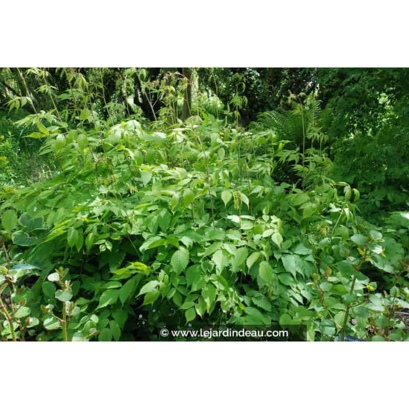 ARUNCUS dioicus ARUNCUS dioicus
