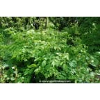ARUNCUS dioicus ARUNCUS dioicus