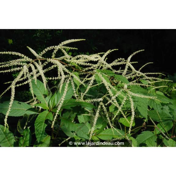 ARUNCUS dioicus