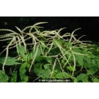 ARUNCUS dioicus ARUNCUS dioicus