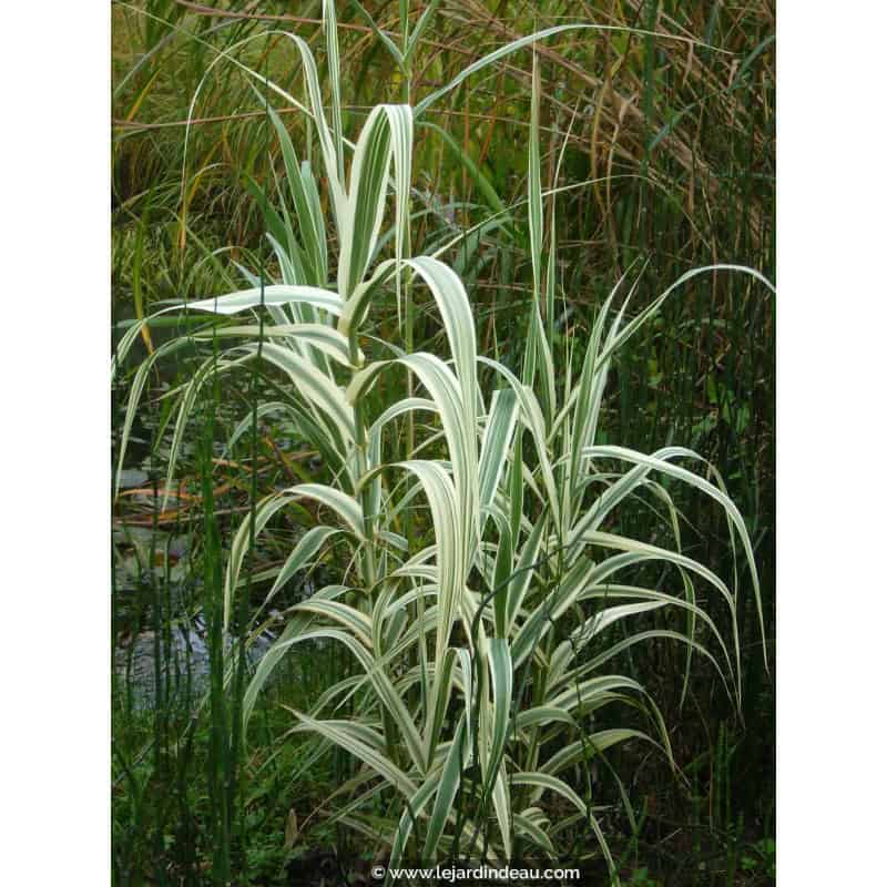 ARUNDO donax var. versicolor ARUNDO donax var. versicolor
