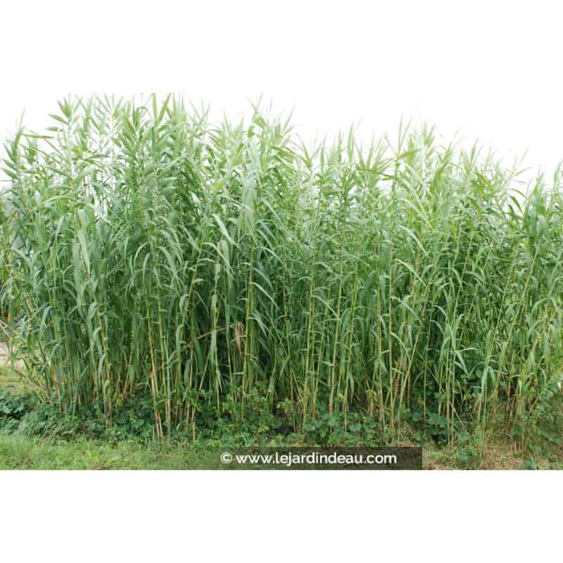 ARUNDO donax ARUNDO donax