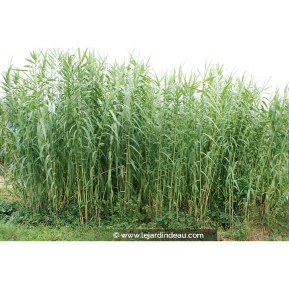 ARUNDO donax