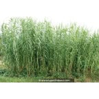 ARUNDO donax ARUNDO donax