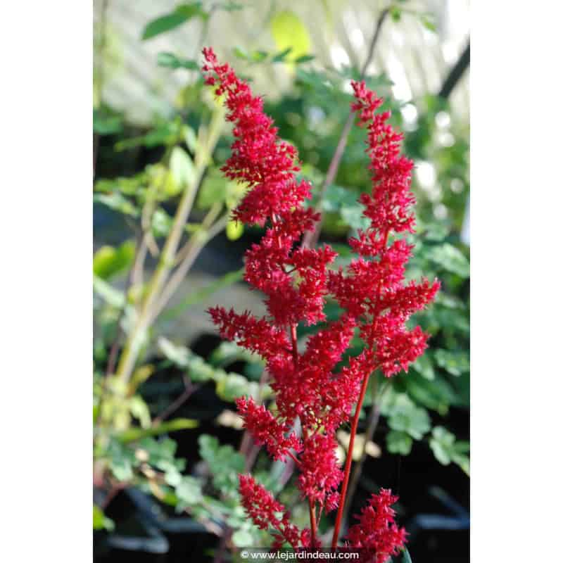 ASTILBE x arendsii 'Fanal' ASTILBE x arendsii 'Fanal'