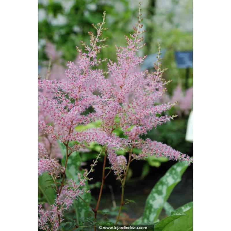 ASTILBE simplicifolia 'Hennie Graafland' ASTILBE simplicifolia 'Hennie Graafland'