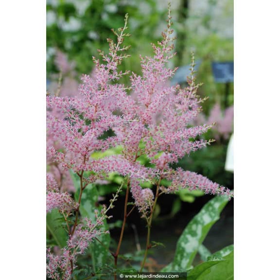 ASTILBE simplicifolia 'Hennie Graafland'