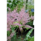 ASTILBE simplicifolia 'Hennie Graafland' ASTILBE simplicifolia 'Hennie Graafland'
