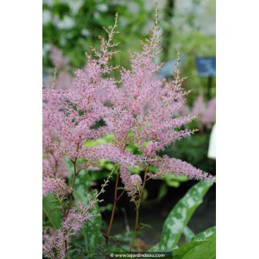 ASTILBE simplicifolia \'Hennie Graafland\' - Astilbe à feuilles simples \'Hennie Graafland\'