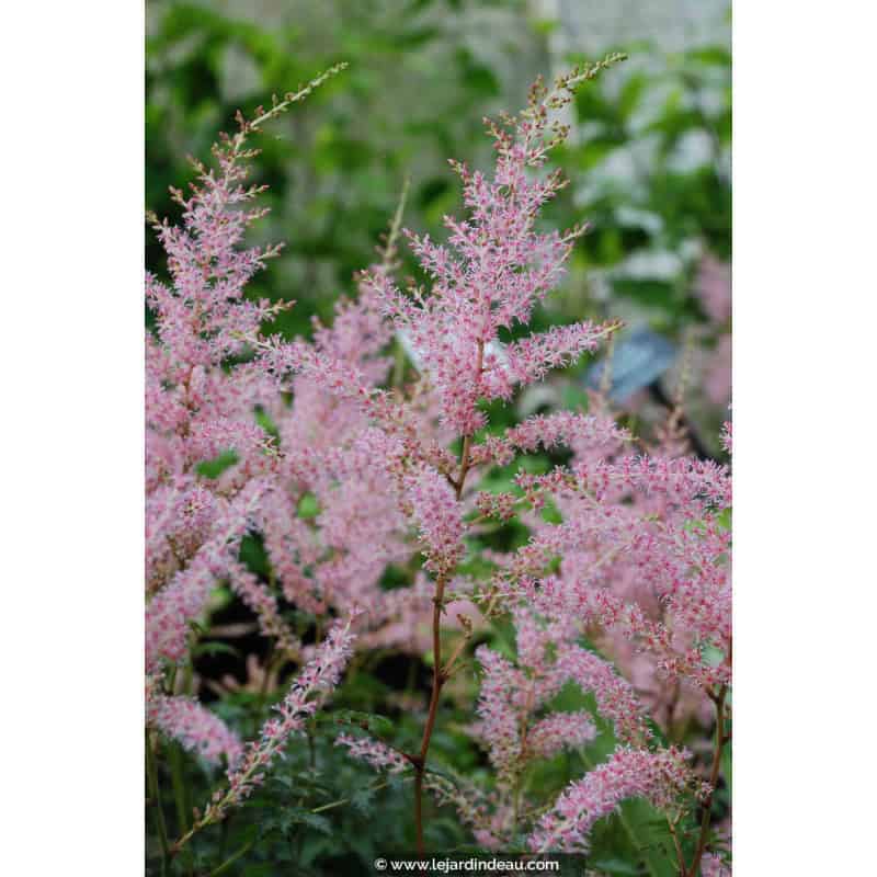 ASTILBE simplicifolia 'Hennie Graafland' ASTILBE simplicifolia 'Hennie Graafland'