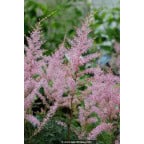 ASTILBE simplicifolia 'Hennie Graafland' ASTILBE simplicifolia 'Hennie Graafland'