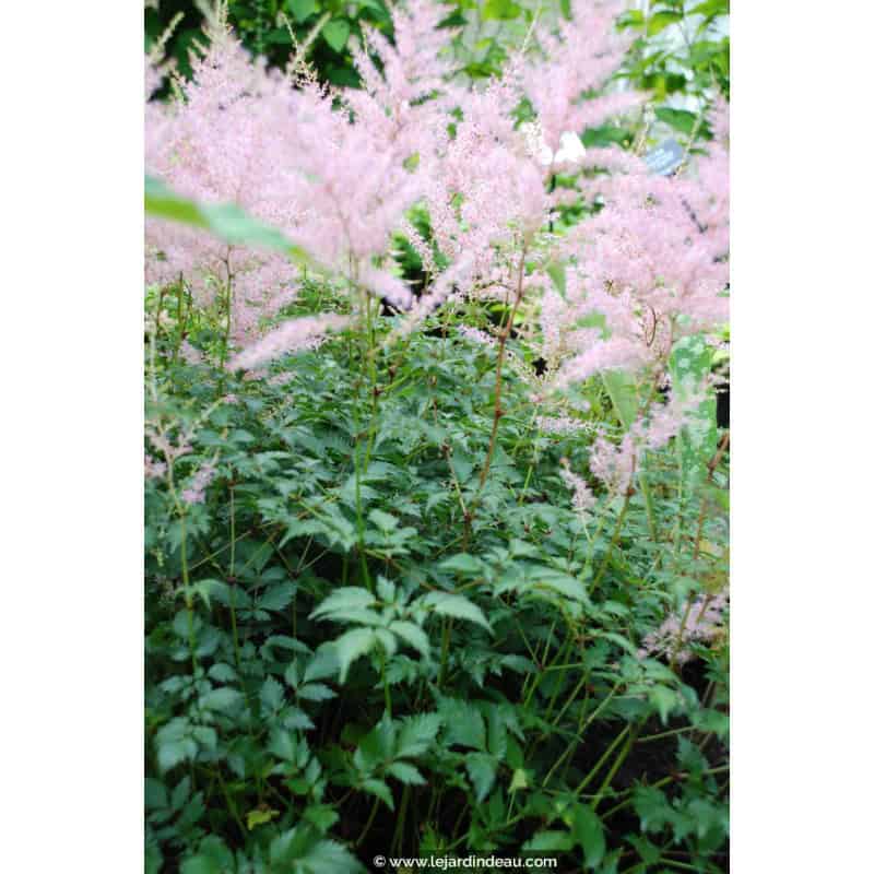ASTILBE simplicifolia 'Hennie Graafland' ASTILBE simplicifolia 'Hennie Graafland'