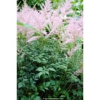 ASTILBE simplicifolia 'Hennie Graafland' ASTILBE simplicifolia 'Hennie Graafland'