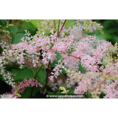 ASTILBE simplicifolia \'Bronze Elegans\' - Astilbe à feuilles simples \'Bronze Elegans\'