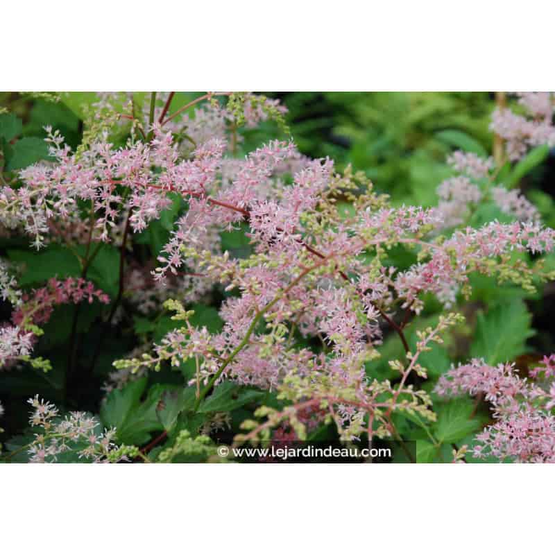 ASTILBE simplicifolia 'Bronze Elegans'