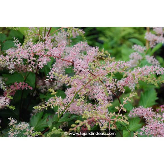 ASTILBE simplicifolia 'Bronze Elegans'