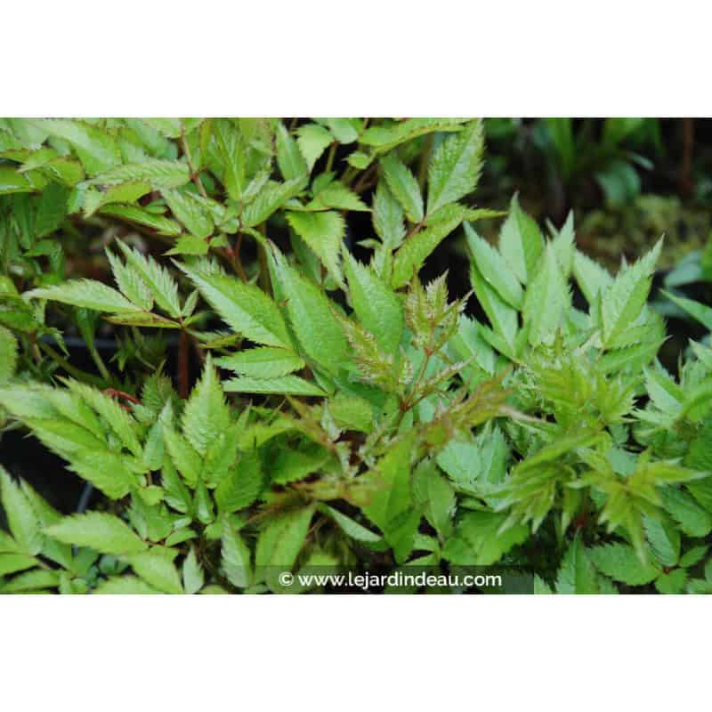 ASTILBE thunbergii 'Straussenfeder' ASTILBE thunbergii 'Straussenfeder'