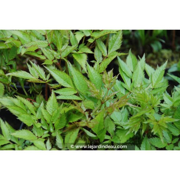 ASTILBE thunbergii 'Straussenfeder'