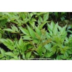 ASTILBE thunbergii 'Straussenfeder' ASTILBE thunbergii 'Straussenfeder'