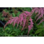 ASTILBE thunbergii 'Straussenfeder' ASTILBE thunbergii 'Straussenfeder'
