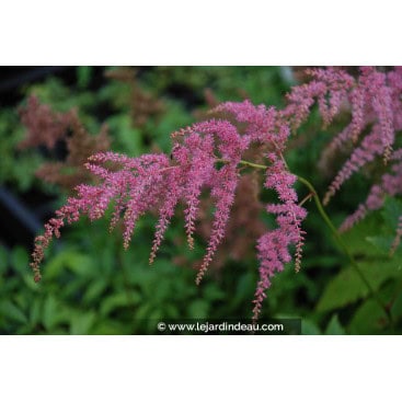 ASTILBE thunbergii \'Straussenfeder\' - Astilbe \'Straussenfeder\'