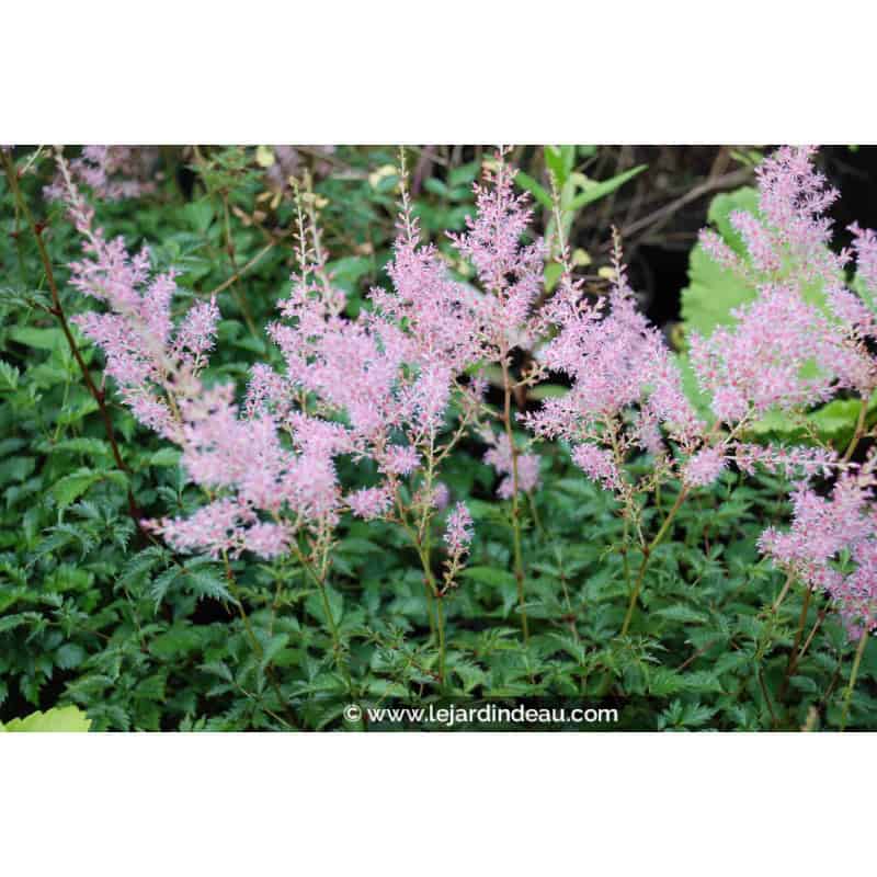 ASTILBE simplicifolia 'Sprite' ASTILBE simplicifolia 'Sprite'