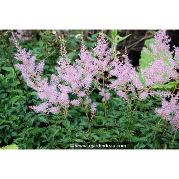 ASTILBE simplicifolia 'Sprite'
