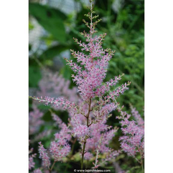 ASTILBE simplicifolia 'Sprite'
