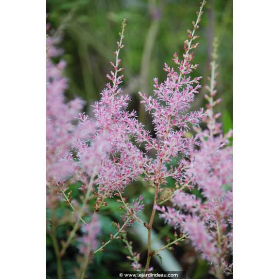 ASTILBE simplicifolia 'Sprite'