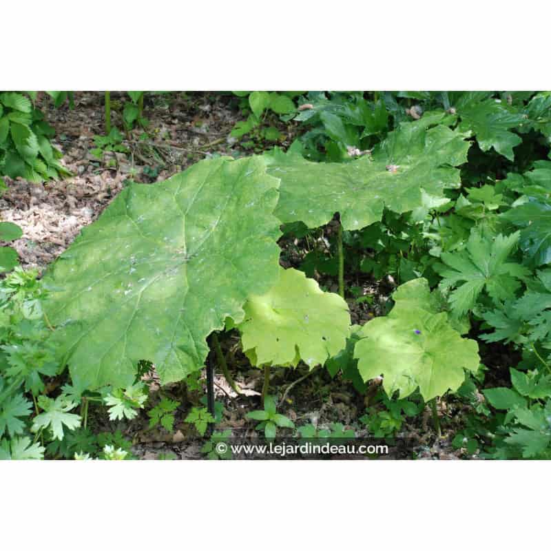 ASTILBOIDES tabularis ASTILBOIDES tabularis