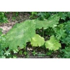 ASTILBOIDES tabularis ASTILBOIDES tabularis