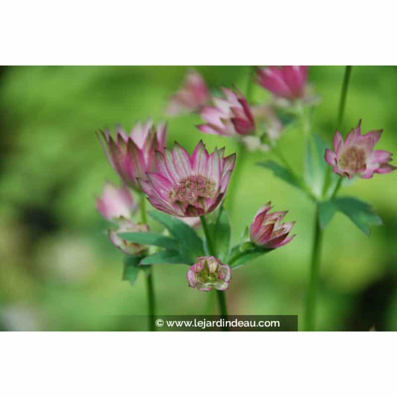 ASTRANTIA 'Roma' ASTRANTIA 'Roma'