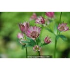ASTRANTIA 'Roma' ASTRANTIA 'Roma'