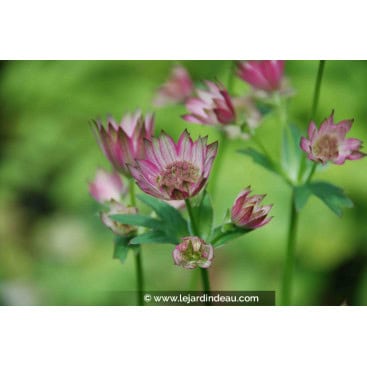 ASTRANTIA \'Roma\' - Astrance \'Roma\'