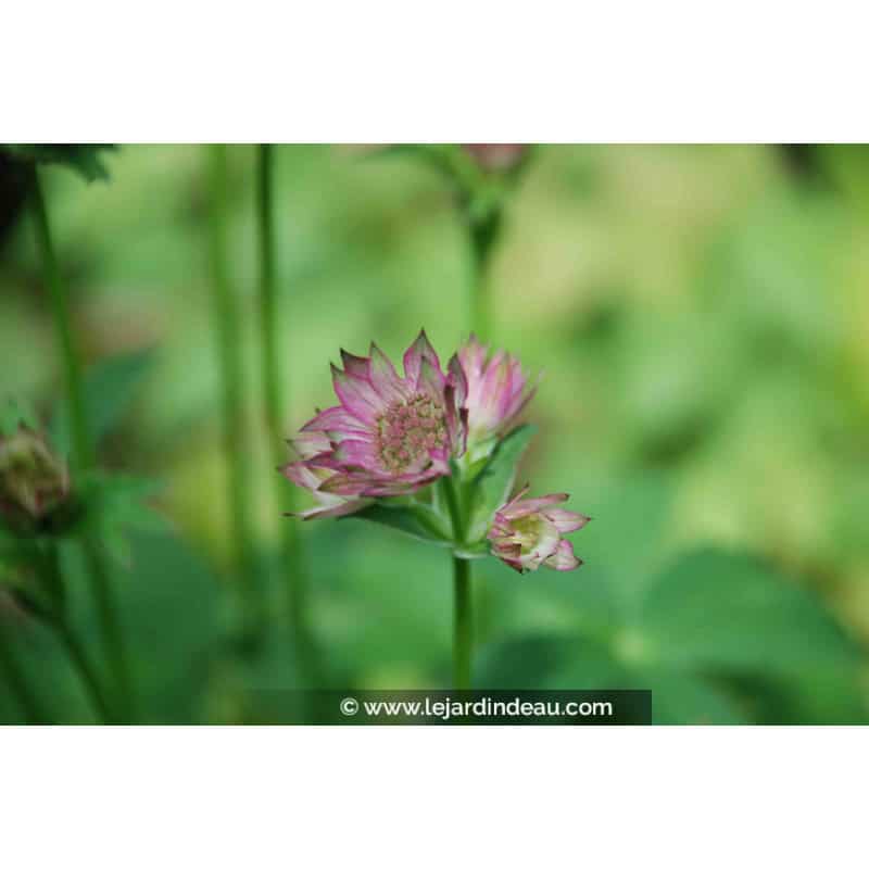 ASTRANTIA 'Roma' ASTRANTIA 'Roma'