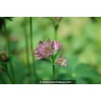 ASTRANTIA 'Roma' ASTRANTIA 'Roma'