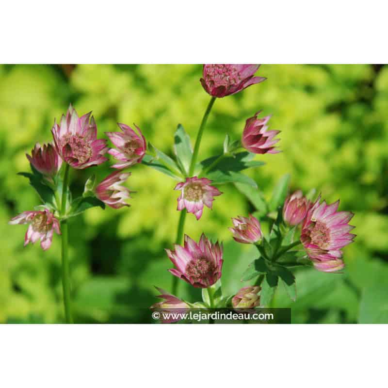 ASTRANTIA 'Roma' ASTRANTIA 'Roma'