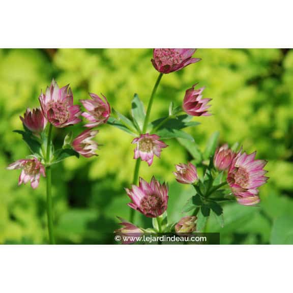 ASTRANTIA 'Roma'