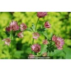 ASTRANTIA 'Roma' ASTRANTIA 'Roma'