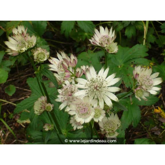 ASTRANTIA major subsp. involucrata 'Shaggy'