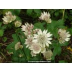 ASTRANTIA major subsp. involucrata 'Shaggy' ASTRANTIA major subsp. involucrata 'Shaggy'