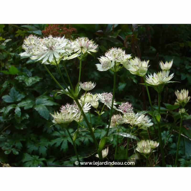 ASTRANTIA major subsp. involucrata 'Shaggy' ASTRANTIA major subsp. involucrata 'Shaggy'