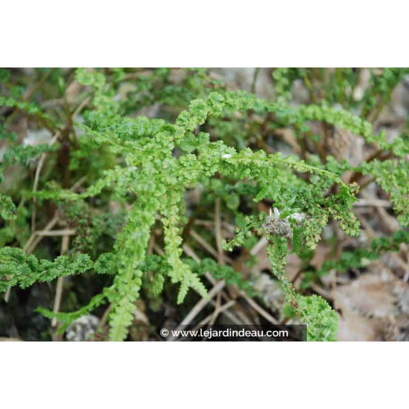 ATHYRIUM filix-femina 'Frizelliae' ATHYRIUM filix-femina 'Frizelliae'
