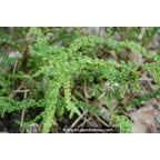ATHYRIUM filix-femina 'Frizelliae' ATHYRIUM filix-femina 'Frizelliae'