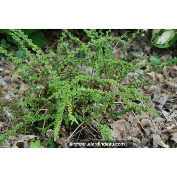 ATHYRIUM filix-femina 'Frizelliae'