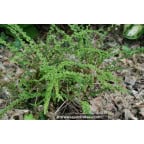 ATHYRIUM filix-femina 'Frizelliae' ATHYRIUM filix-femina 'Frizelliae'