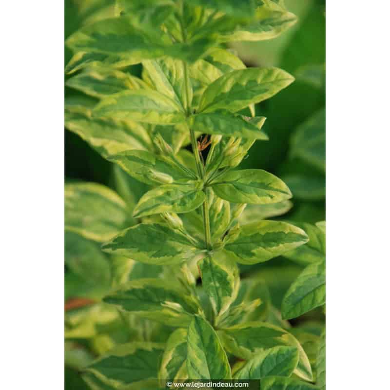 LYSIMACHIA punctata 'Ivy Maclean' LYSIMACHIA punctata 'Ivy Maclean'