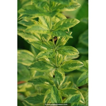 LYSIMACHIA punctata \'Ivy Maclean\' - Lysimaque ponctuée \'Ivy Maclean\' / lysimaque à feuille margé de jaune